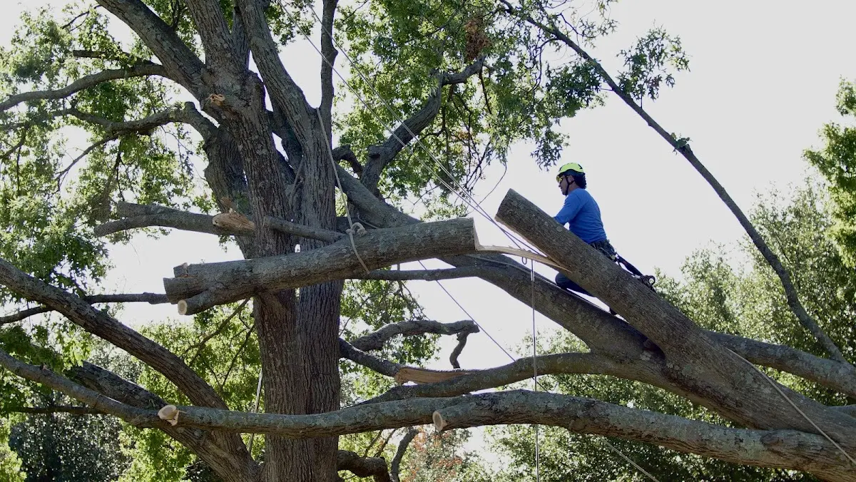 Professional Crown Thinning performed by certified arborists in Ratcliff